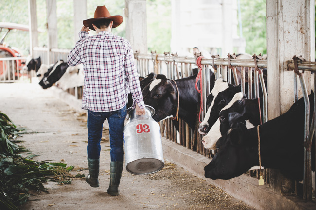 Produtor de leite andando entre as vacas