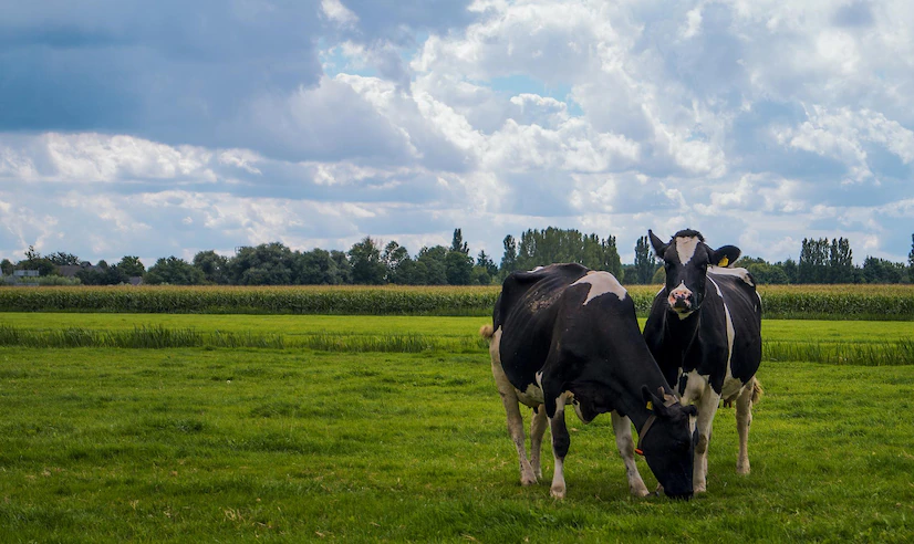 Sintomas da cetose em vacas leiteiras