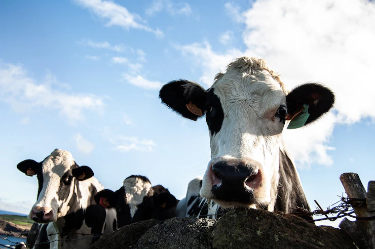 febre aftosa de bovinos é contagiosa para o ser humano?