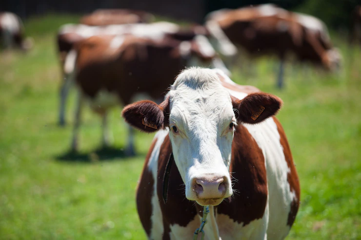 sintomas da febre aftosa no gado leiteiro