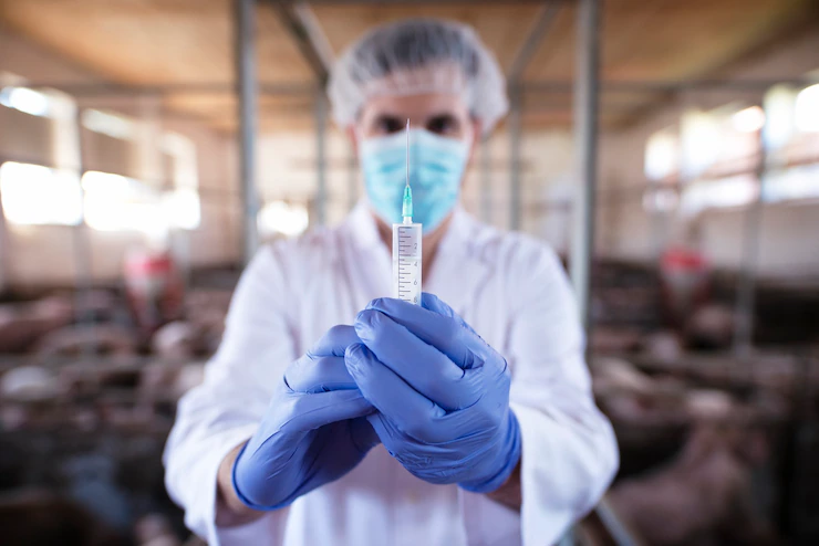 vacinação contra a febre aftosa em bovinos