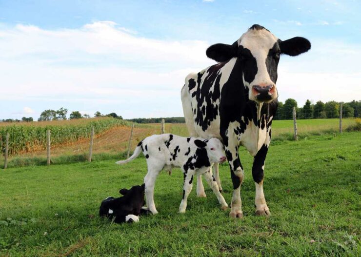 sintomas de cetose em vacas leiteiras