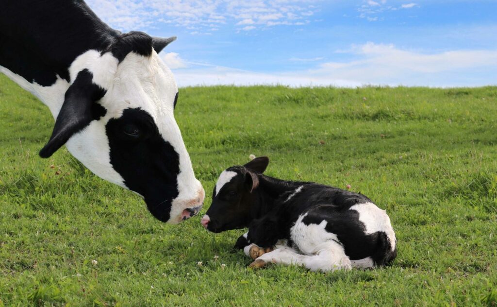 sintomas de cetose em vacas leiteiras