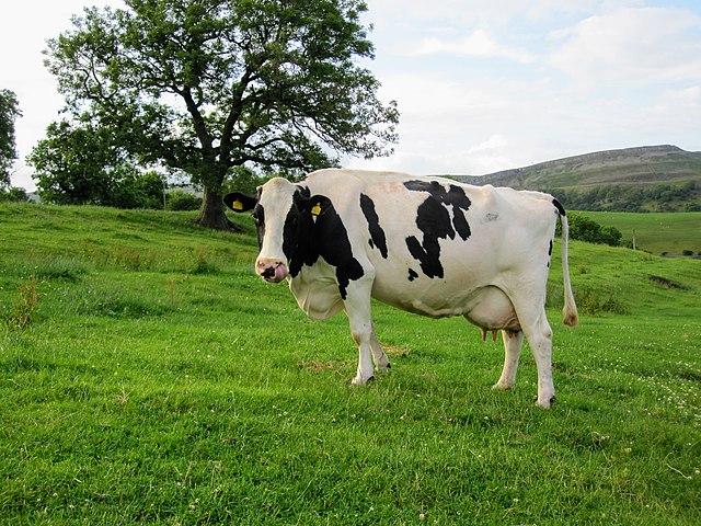 conforto térmico para vacas leiteiras