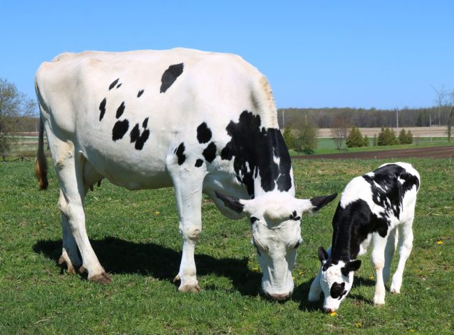 Consultoria em pecuária leiteira